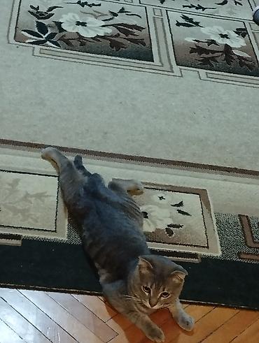 Pişiklər: Tabbi, Yaxşı əllərə -da lalafo.az — 9 Pişiklər: Tabbi, Yaxşı əllərə — 9