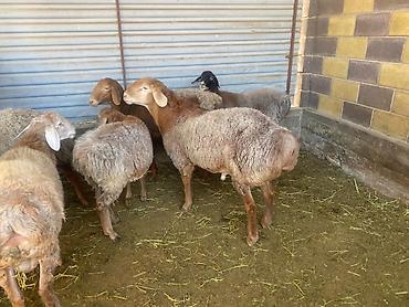 высокоудойная корова: Продаю | Баран (самец) — 3