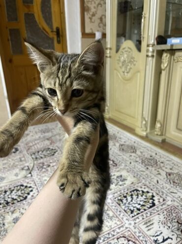 трехцветная кошка: Беспородная, 2 месяца, Девочка, Приучена к лотку