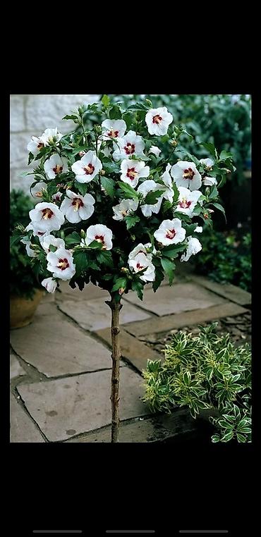 Сирень: Саженцы сирени белые и синие 150-250 сом также есть Сирийские розы — 8