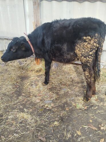 мейн кун бишкек питомник lyubushka купить котенка цена фото: Продаю | Тёлка