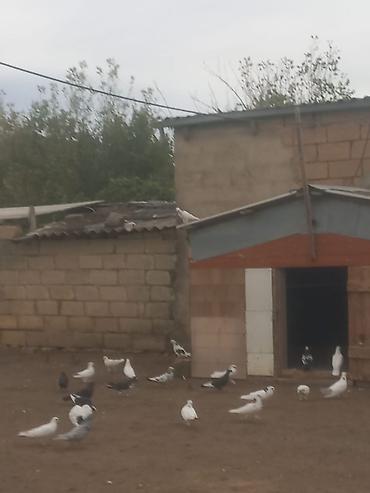 kənd təsərrufatı heyvanları: Köma şəkıldə satılır tək tək satılımır. Damazlıq və uçum üçün — 5