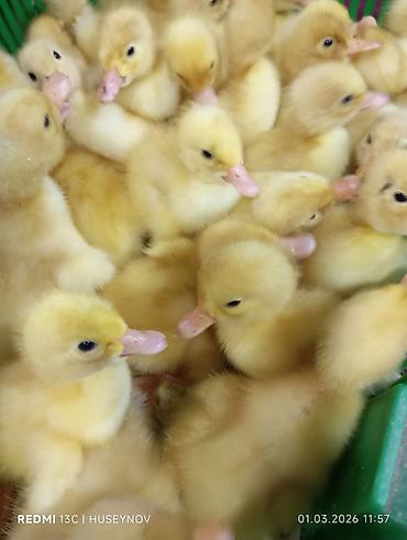 alman avcarkasi satilir: 15 günlük süper lider cucesi vaxsinadiyalari verilib Saba lasota — 2