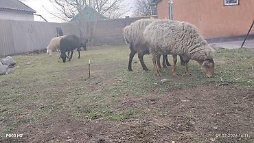 Баран, овца: Продаю | Овца (самка) | Для разведения | Матка — 3