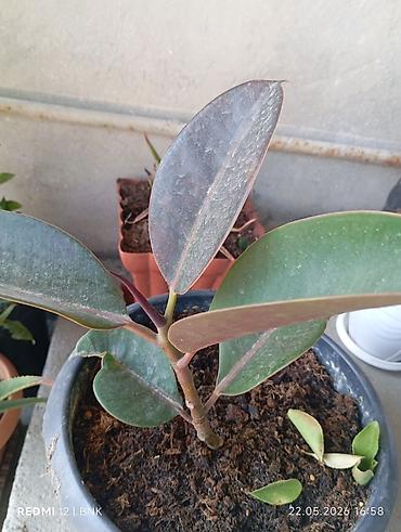 xolikan bitkisi: Rezənə kauçuk ağacı (Ficus elastica) – qapalı məkan üçün dekorativ — 2