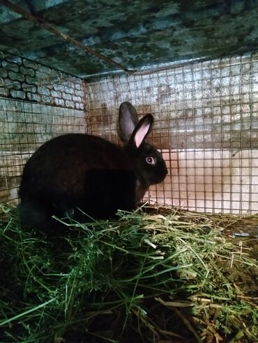 купить домик для кошки недорого: Продаю кролов на развод 1500сом