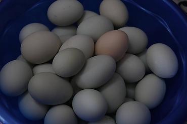 kok: Mavi və yaşımtıl yumurta günümüzdə digər yumurtalardan daha çox maraq — 4