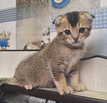 кошка породистые: Шотландский вислоухий котёнок (Scottish Fold) - Окрас: тёплый — 5