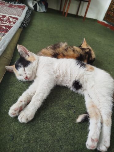 Отдам даром кошку: Котята трёхцветной окраски - Домашние котята с ярким черепаховым и — 2