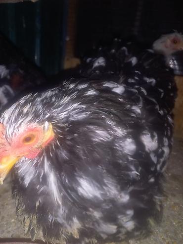Куры, петухи: Продаю | Куры | Для разведения — 10