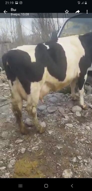 Коровы, быки: Продаю | Корова (самка) | Голштин, Швицкая | Для молока | Стельные