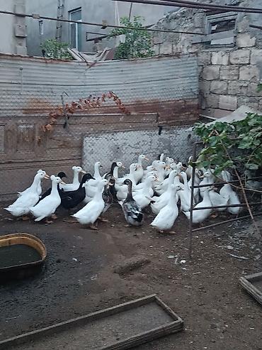 K/t heyvanları və malları: Ördek sürüsü Pekin Ördekleri 44 əded 1 ədədi 20 Azn. ünvan hövsan — 2