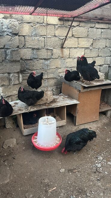 Toyuqlar: Toyuq, Australorp, Yumurtalıq, Ünvandan götürmə