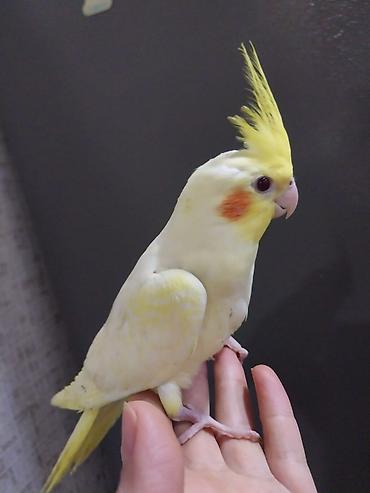 tutuquşlar: Nymph parakit (Cockatiel) – Lutino rəng mutasiyası - Rəng: açıq — 2