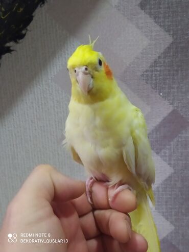 Tutuquşları: SALAM ENDİRİMLƏRƏ DAVAM. 💥🔥.HAZIR DANIŞAN QUŞLAR SATILIR!!!!!! Yaş — 12
