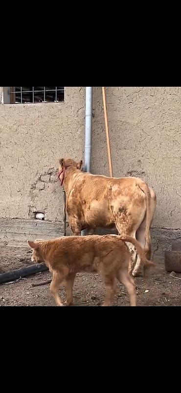 Inəklər, öküzlər: Satlıq heyvan – inək ilə buzov dəsti - Növ: inək və yanında erkək — 1