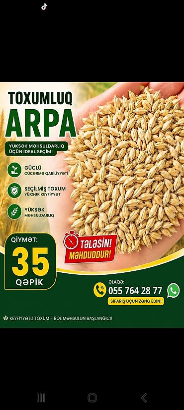 bitki dərmanları satışı: Toxumluq arpa – yüksək məhsuldarlıq üçün ideal seçim. Xüsusiyyətlər — 1