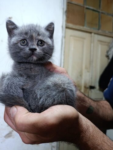 Pişiklər: Şotland, Dişi, Yaxşı əllərə, Ünvandan götürmə, Pulsuz çatdırılma, Ödənişli çatdırılma — 17