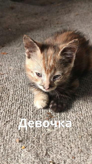 Животные: Отдаю в добрые руки котят потомственных охотников-крысоловов один — 7