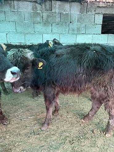 Коровы, быки: Продаю | Бык (самец) — 11