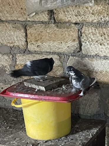 Göyərçinlər: Ev göyərçinləri dekorativ və uçuş üçün. - Rənglər: ağ, qara‑ağ — 6