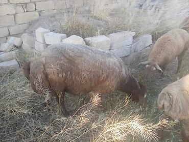 Mal-qara: Tam sağlam qırmızı qoçlardı damazlıq istəyən olsa əlaqə saxlasın ünvan — 10