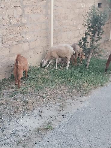 qurbanliq qoyun: Saf qan təmiz hələb təkəsi, onnan dönmə çəpişlər, Ana-bala qoyunlar. 2 — 10