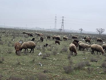 K/t heyvanları və malları: Allah haminin malina bereket versin. xeyrin versin. Ünvan ZABRAT 1 — 2