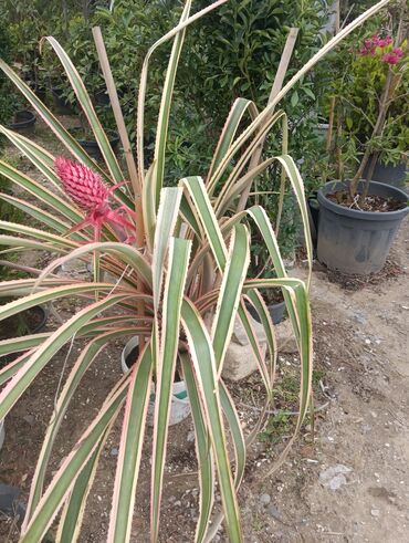 Landşaft işləri: Dekarativ bitgilerin satişi
xan cinar
ekvalit
zeytun — 20