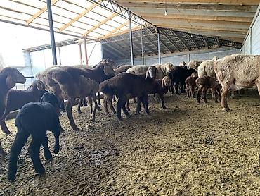 Баран, овца: Продаю | Овца (самка) | Для разведения | Матка — 10