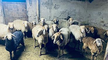 Баран, овца: Продаю | Баран (самец) | Арашан — 2