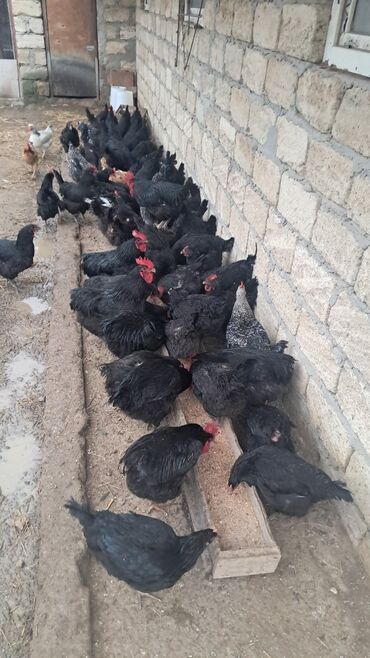 broiler toyuq satisi: Toyuq, Australorp, Damazlıq, Ünvandan götürmə