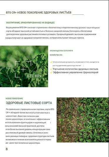 Свёкла: 10+1 акция срочно Семена Сахарной свеклы компании Beta Seed 2025 — 5