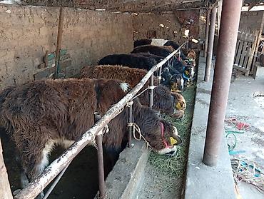 Коровы, быки: Продаю | Бык (самец) | Швицкая, Симментальская | На откорм — 1