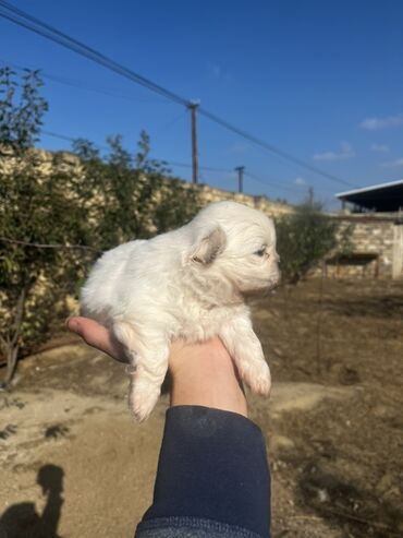 объявление о продаже собаки: 1 месяц