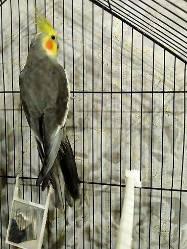 Птицы: Salam. Bir eded erkek karella satilir. Temiz el qusudu. Televizorda — 8