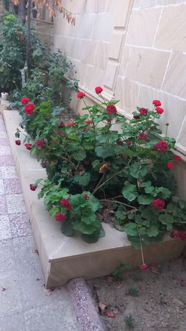 Həyət evləri və villaların satışı: Qaraçuxur qəs. 8 otaq, 220 kv. m, Kredit var, Orta təmir — 5