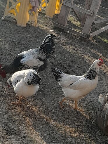 Toyuqlar: Toyuq, Damazlıq, Ünvandan götürmə — 9