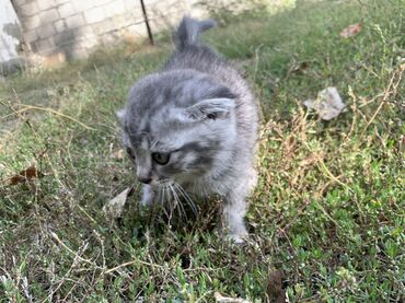 корм для броллеров: Шотландский вислоухий котёнок (скоттиш-фолд) - Окрас: серебристый