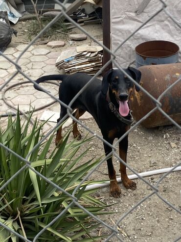 ov bicaqlari satisi: Doberman, 1 il, Dişi