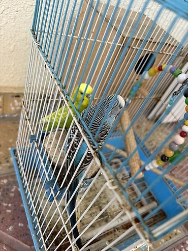 большая клетка для кролика: Yeni alınıb sadəcə evdən köçəciyik deyə satılır qəfəsi ilə birlikdə — 3