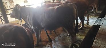 Коровы, быки: Продаю | Бык (самец) | Ангус, Герефорд | На откорм | Привязанные — 25