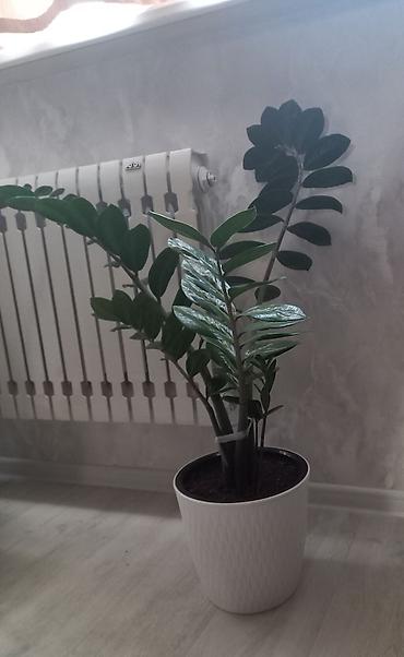 долларовое: Замиокулькас (Zamioculcas zamiifolia) в декоративном кашпо. - Куст с — 2