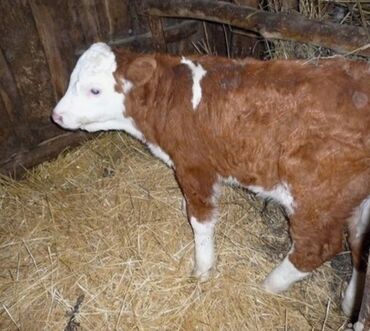 Dana, buzov: Dana, buzov, Dişi, Simental, ay: 1, Damazlıq, Ətlik, Rayonlara çatdırılma, Pulsuz çatdırılma, Ödənişli çatdırılma — 26