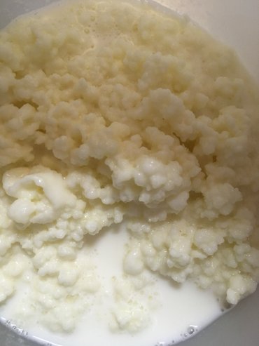 Mlečni proizvodi, jaja: Prodajem gljive za spravljanje tibetanskog kefira. Količina je — 2