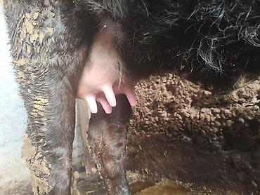 Коровы, быки: Продаю | Корова (самка) | Для молока | После отела — 2