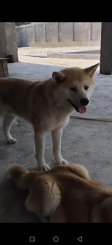 qurd basar iti: Akita-inu, Peyvəndli — 4