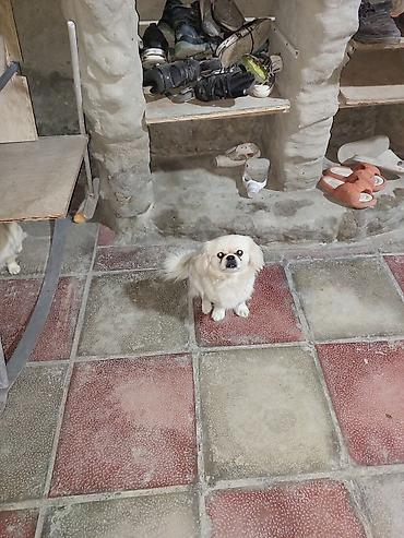 heyvan yeml: Pekines — 1