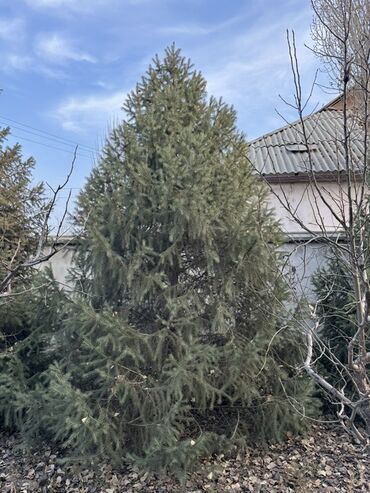 Декоративные деревья: Саженцы деревьев: Ели — 6