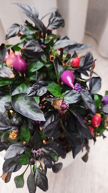 Молочаи: 1)Кактус Эхинопсис ( цветет часто, вместе с коричневым горшочком — 9